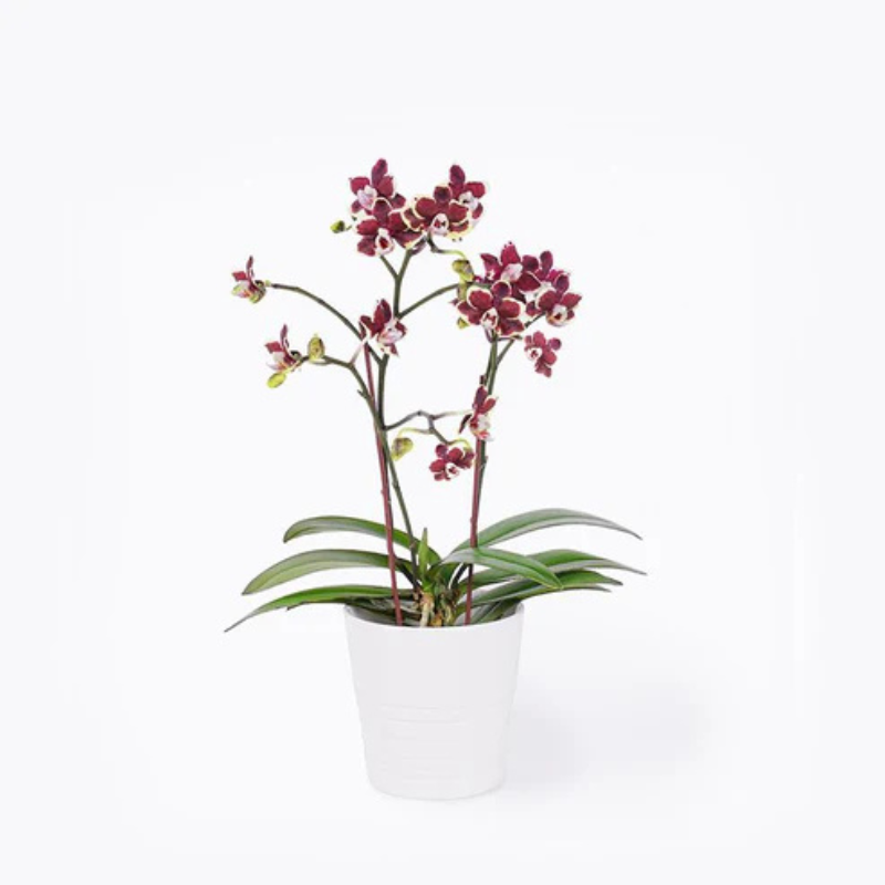 Petals & Poise – Designer Orchid Display The Luxury Florets
