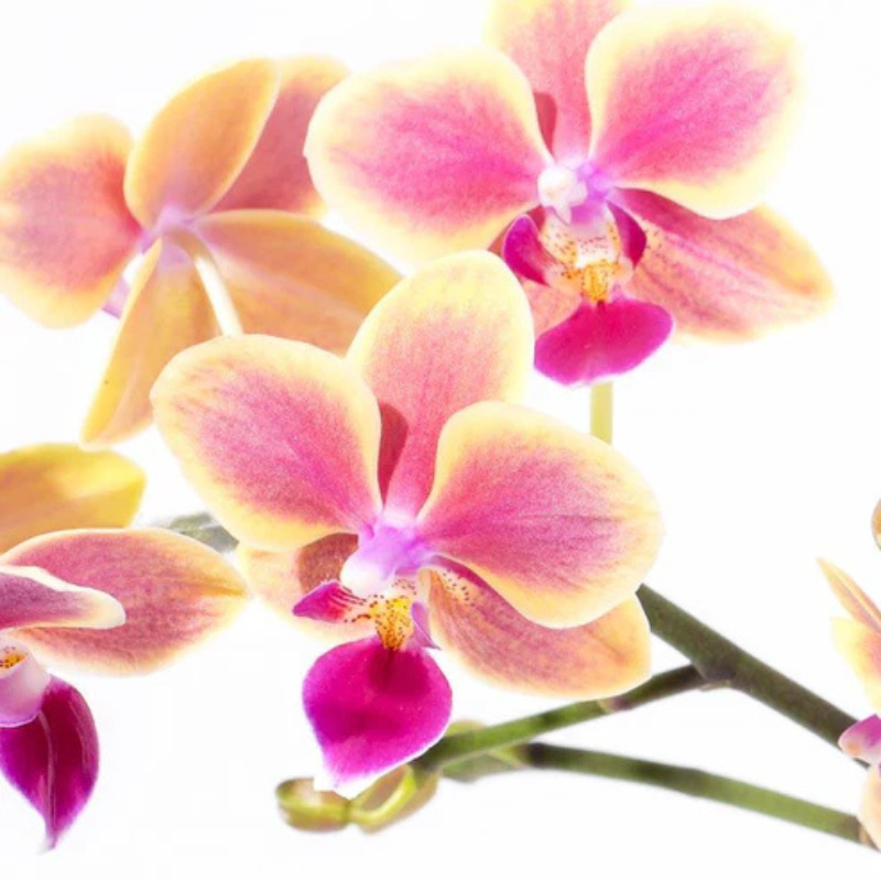 Pure Envy – Sleek Orchid in Ceramic Glory The Luxury Florets