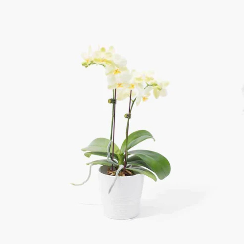 Moonlit Bloom – Exotic Orchid Delight The Luxury Florets