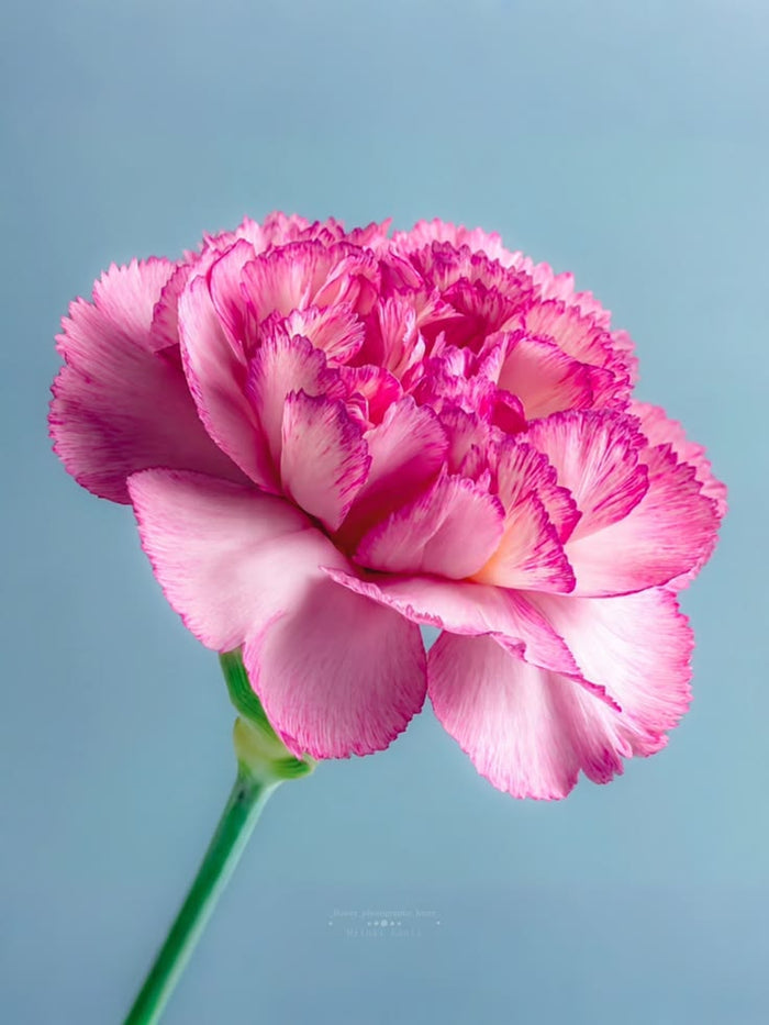 Carnation
