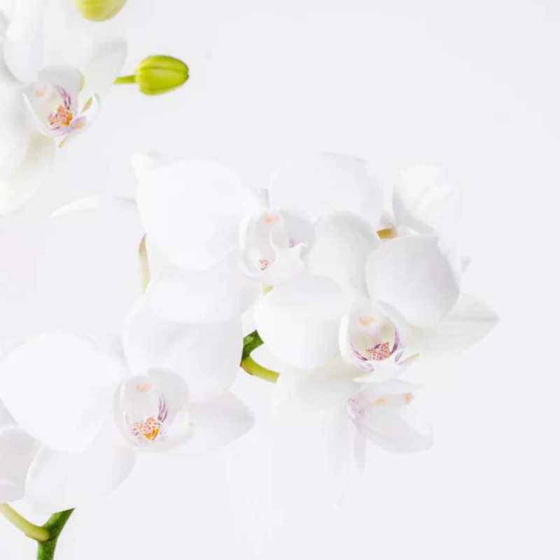 Mystic Aura – Royal Orchid Arrangement The Luxury Florets