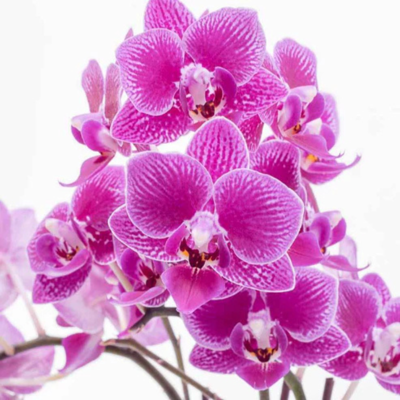 Twilight Bloom – Minimal Orchid Elegance The Luxury Florets
