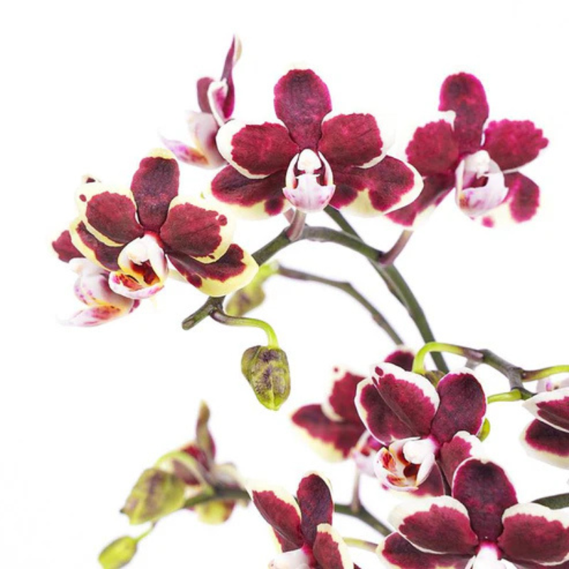 Petals & Poise – Designer Orchid Display The Luxury Florets