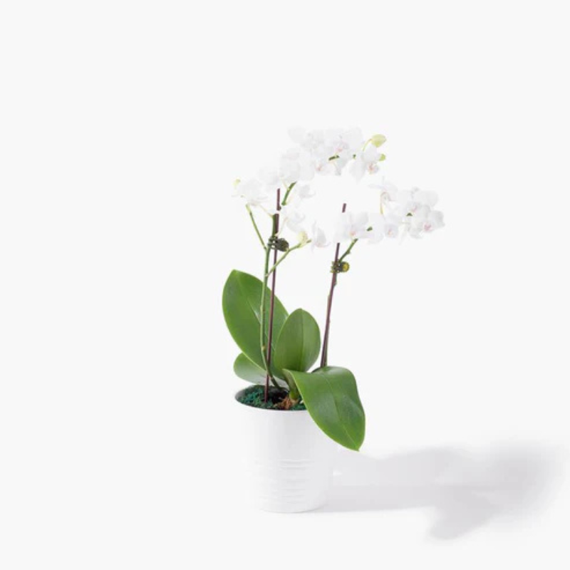 Mystic Aura – Royal Orchid Arrangement The Luxury Florets