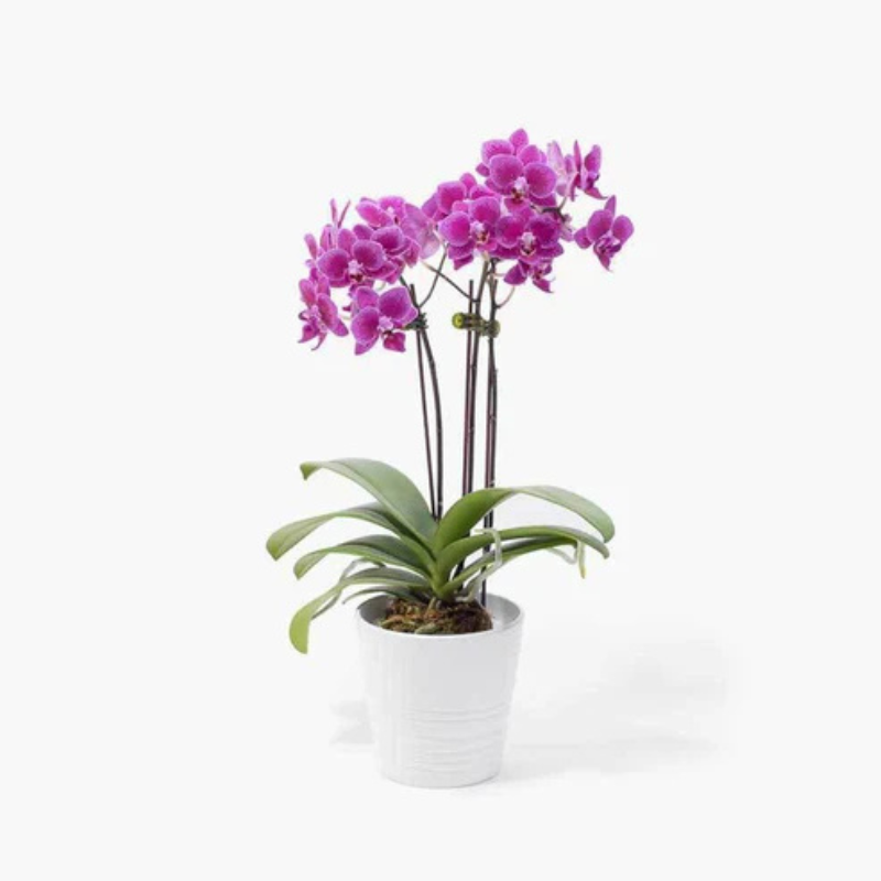 Twilight Bloom – Minimal Orchid Elegance The Luxury Florets