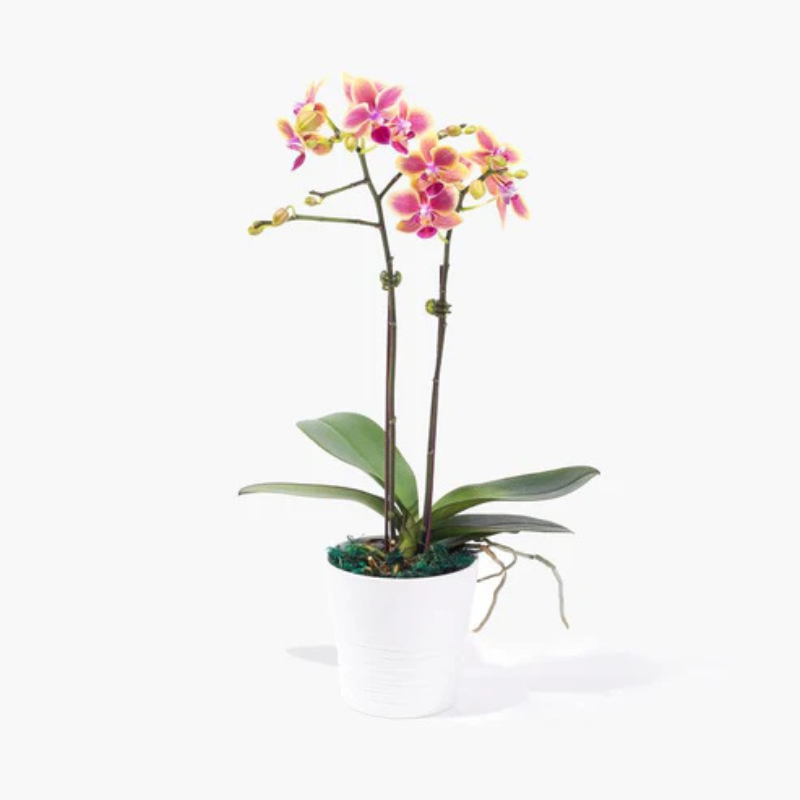 Pure Envy – Sleek Orchid in Ceramic Glory The Luxury Florets
