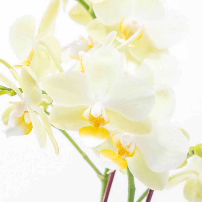 Moonlit Bloom – Exotic Orchid Delight The Luxury Florets