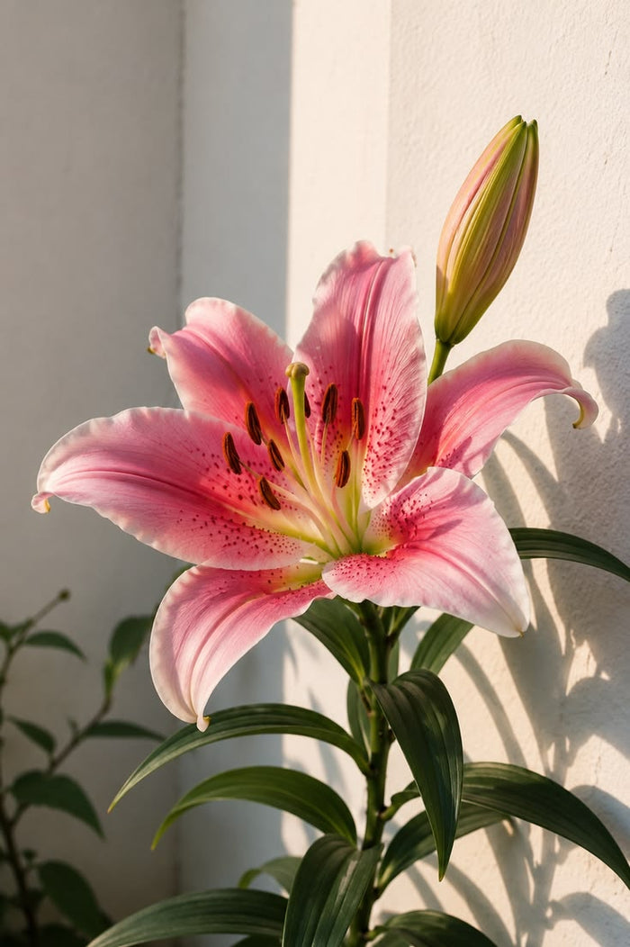 Oriental Lily