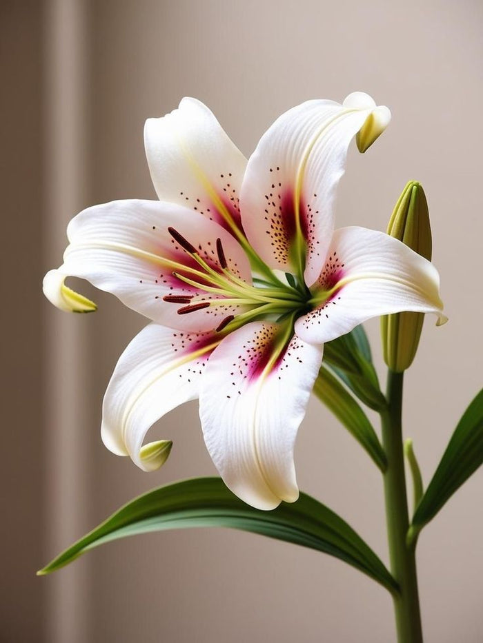 Asiatic Lily