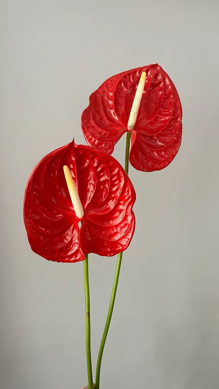 Exotic Leaf